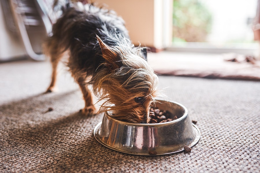 Slowing Down Your Dog s Eating ADVANCE